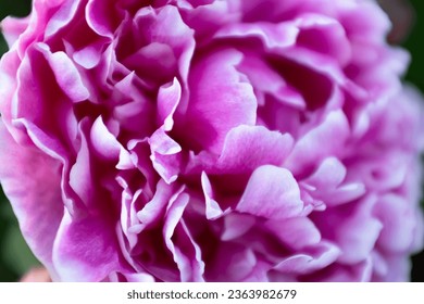 Beautiful pink peony, close-up. Bright congratulation on the holiday. Peony petals background. Big peony bud for poster, calendar, screensaver, wallpaper, banner, cover, website. High quality photo - Powered by Shutterstock