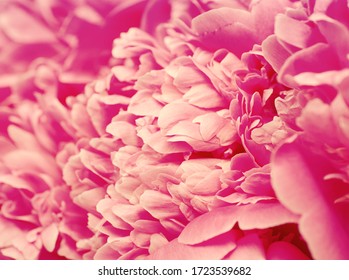 牡丹花图案库存照片 图片和摄影作品 Shutterstock