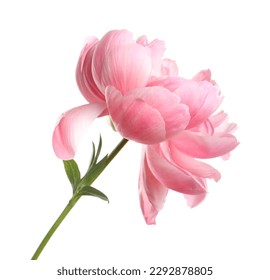 Beautiful pink peony flower isolated on white - Powered by Shutterstock