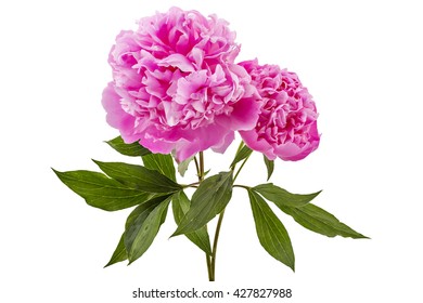 Pink Peonies Botanical Watercolor Illustration Stock Illustration 223355239