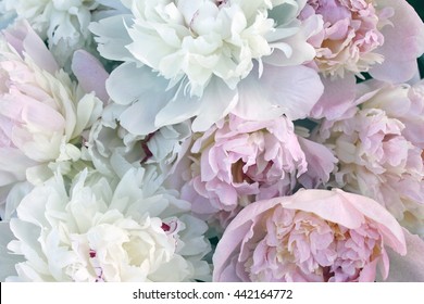 Beautiful pink peony flowers background