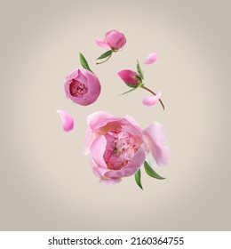 Beautiful pink peony flowers flying on light background