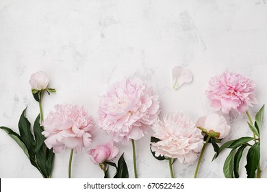 Beautiful pink peony flowers on white stone table with copy space for your text top view and flat lay style.