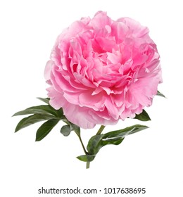 Pink Peonies Botanical Watercolor Illustration Stock Illustration 223355239