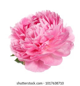 69,655 Purple Pink Peonies Images, Stock Photos & Vectors | Shutterstock