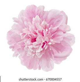 Sakura Flower Cherry Blossom Isolated On Stock Photo 590185922 ...