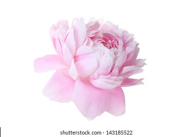 Beautiful Pink Peony On White Background Stock Photo 143185531 ...