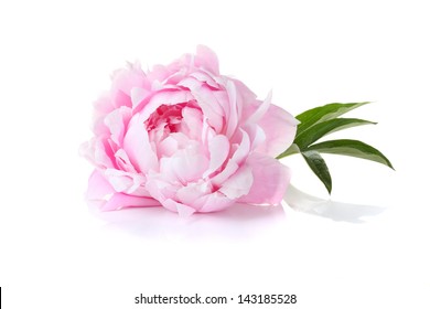 Beautiful Pink Peony On A White Background