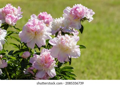 Beautiful Pink Peony Sort Raspberry Sundae In The Garden 