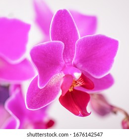 Beautiful pink phalaenopsis orchid flowers, square photo - Shutterstock ID 1676142547