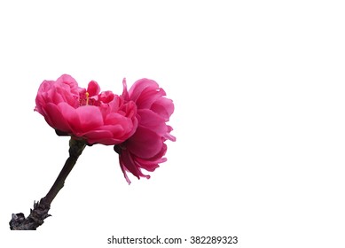 Beautiful Pink Plum Flower  Isolated White White Background