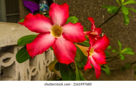 Beautiful Pink Plumeria Blooming In Summer