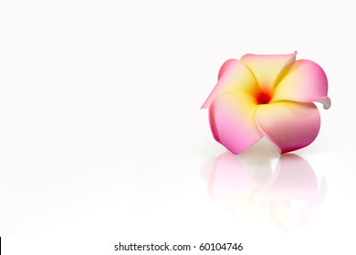 Beautiful Pink Plumeria Isolated On White Background