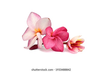 beautiful pink plumeria rubra flower isolated on White background - Powered by Shutterstock