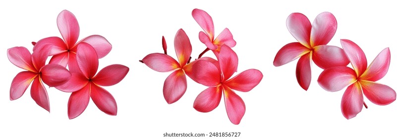 beautiful pink plumeria rubra flower isolated on White background.jpg - Powered by Shutterstock