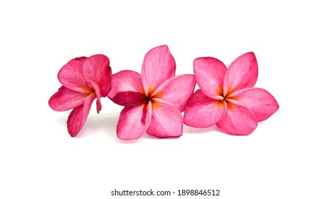 20,509 Philippine Flowers Images, Stock Photos & Vectors | Shutterstock