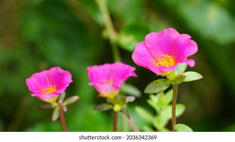 59 Flower That Blooms At 10 O Clock Images Stock Photos Vectors Shutterstock