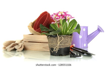Beautiful pink primula in flowerpots and gardening tools, isolated on white - Shutterstock ID 128551106