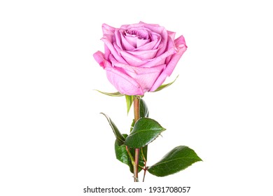 Beautiful Pink Purple Rose With Long Stem Isolated On White Background.