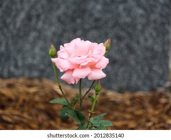 Beautiful pink Queen Elizabeth II rose