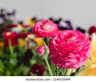 Beautiful pink ranunculus buttercup on a blurred background.