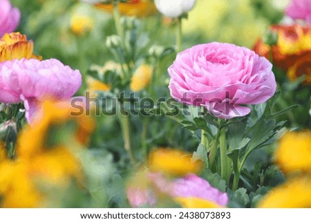 Beautiful pink ranunculus flower growing in an outdoor flower garden. ranunculus flower closeup, pink blooming flower