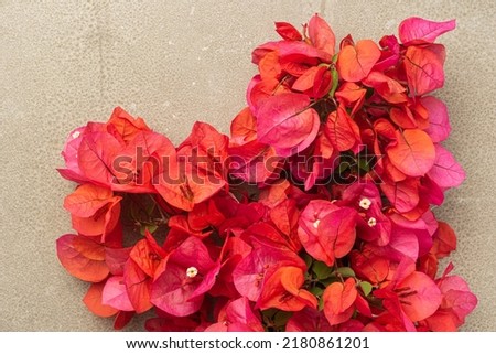 Beautiful pink red bougainvillea blooming on cement background, Bright pink red bougainvillea flowers as a floral background. Close-up Bougainvillea tree with flowers