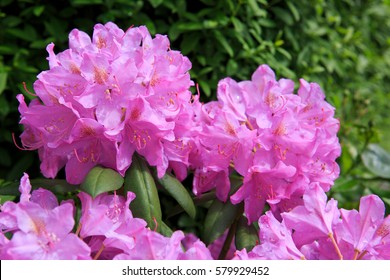 Beautiful Pink Rhododendron.