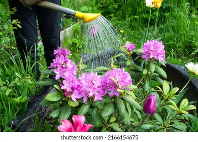 Beautiful Pink Rhododendron Flowers Are Poured With Water From A Watering Can