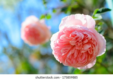 Beautiful Pink Rose (Abraham Darby Rose) In The Garden.