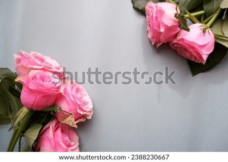 Beautiful pink rose arrangement on pale green background. Mother's day, Women's day, rose day and Valentine's day floral background.