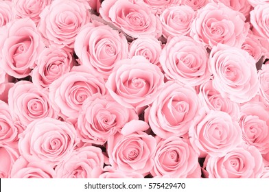 Unduh 5500 Koleksi Background Pink Rose HD Terbaik