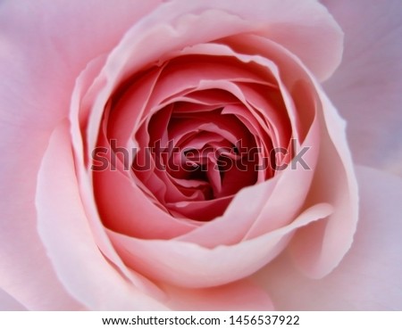 Similar – Image, Stock Photo Macro shot of a rose pink