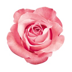 Bellissimo Fiore Di Rosa Rosa, Isolato