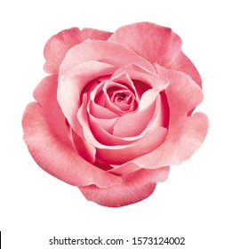 bello rosa flor, aislado