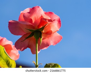 A beautiful pink rose bud, taken from below with a blue sky in the background. A red rose flower on a bush in close-up on a sunny day. Greeting card and copy of the space creative natural design. - Shutterstock ID 2166861775