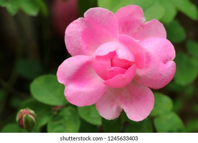 Beautiful Pink Rose, Camellia Flower With Heart Shape Petal. Nature, Flower And Valentine' S Day Concept.