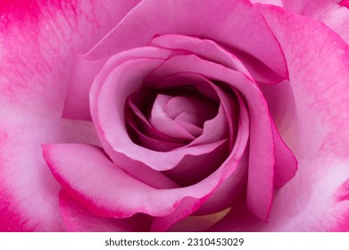 a beautiful pink rose close up - Powered by Shutterstock
