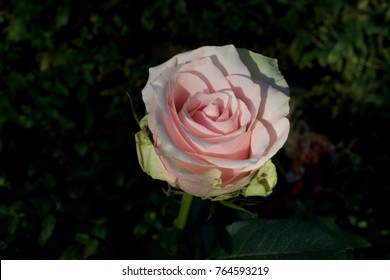 Beautiful Pink Rose Close Up