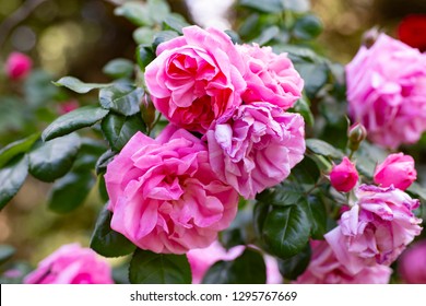 Beautiful pink rose close-up picture - Shutterstock ID 1295767669