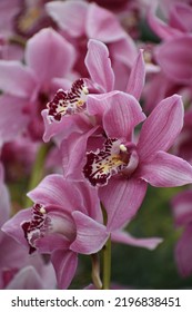 Beautiful Pink Rose Cymbidium Boat Orchids Flower Bloom