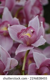 Beautiful Pink Rose Cymbidium Boat Orchids Flower Bloom