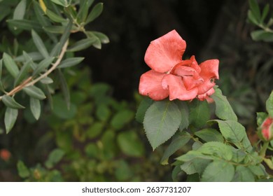Beautiful pink rose flower closeup in garden, A very beautiful pink yellow rose flower bloomed on the rose tree, Rose flower closeup, bloom flowers, Natural spring flower floral background