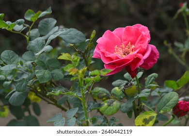 Beautiful pink rose flower closeup in garden, A very beautiful pink yellow rose flower bloomed on the rose tree, Rose flower closeup, bloom flowers, Natural spring flower floral background
