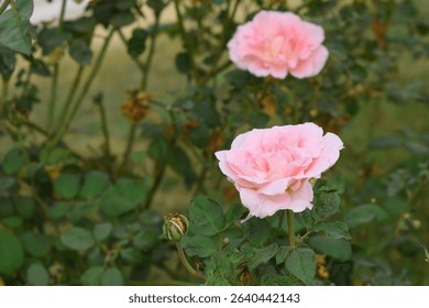 Beautiful pink rose flower closeup in garden, A very beautiful pink yellow rose flower bloomed on the rose tree, Rose flower closeup, bloom flowers, Natural spring flower floral background