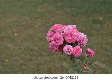 Beautiful pink rose flower closeup in garden, A very beautiful pink yellow rose flower bloomed on the rose tree, Rose flower closeup, bloom flowers, Natural spring flower floral background