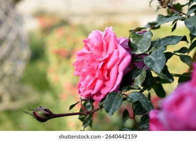 Beautiful pink rose flower closeup in garden, A very beautiful pink yellow rose flower bloomed on the rose tree, Rose flower closeup, bloom flowers, Natural spring flower floral background