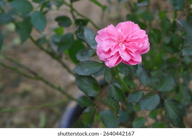 Beautiful pink rose flower closeup in garden, A very beautiful pink yellow rose flower bloomed on the rose tree, Rose flower closeup, bloom flowers, Natural spring flower floral background