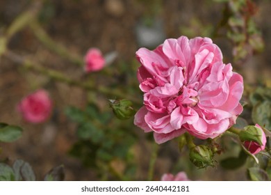 Beautiful pink rose flower closeup in garden, A very beautiful pink yellow rose flower bloomed on the rose tree, Rose flower closeup, bloom flowers, Natural spring flower floral background