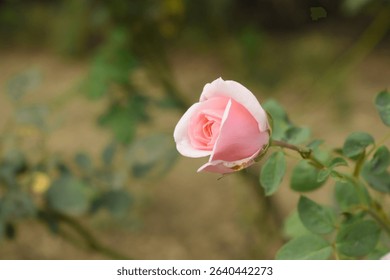 Beautiful pink rose flower closeup in garden, A very beautiful pink yellow rose flower bloomed on the rose tree, Rose flower closeup, bloom flowers, Natural spring flower floral background